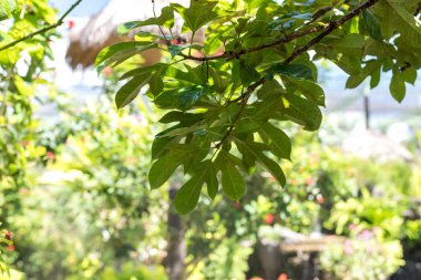 Tropikal arka plan. Egzotik arka plan. Bali Adası, Endonezya.