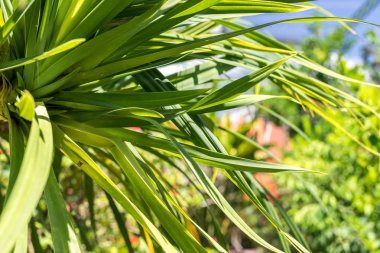 Tropikal arka plan. Egzotik arka plan. Bali Adası, Endonezya.