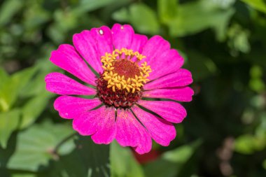 Doğa Çiçek park Bali Adası, Endonezya dışında güzel çiçek çiçekler arka plan.