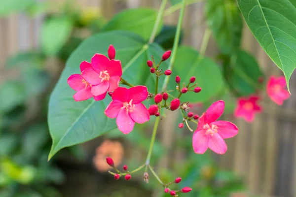 Belas flores florais fundo, fora flores da natureza no parque da ilha de Bali, Indonésia . — Fotografia de Stock