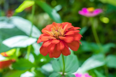 Doğa Çiçek park Bali Adası, Endonezya dışında güzel çiçek çiçekler arka plan.