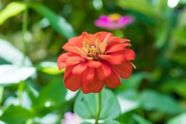 Doğa Çiçek park Bali Adası, Endonezya dışında güzel çiçek çiçekler arka plan.