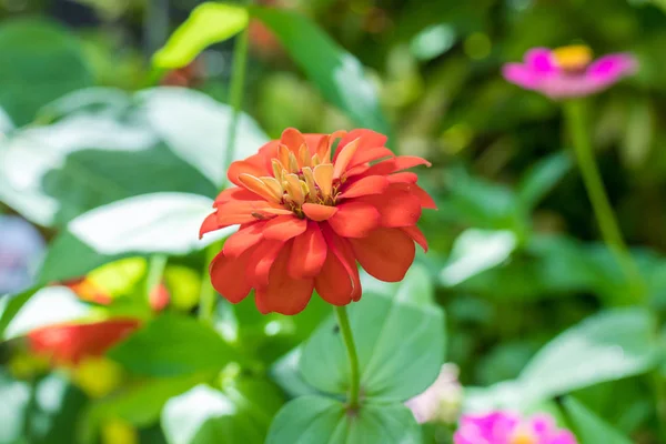 Doğa Çiçek park Bali Adası, Endonezya dışında güzel çiçek çiçekler arka plan. — Stok fotoğraf