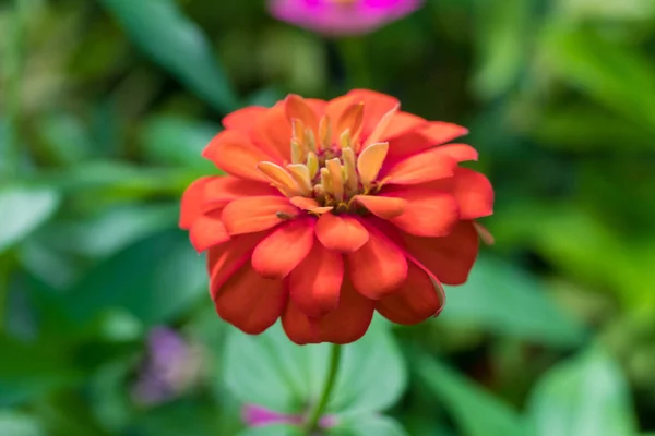 公園のバリ島、インドネシアの自然の花の外側の美しい花の花背景. — ストック写真