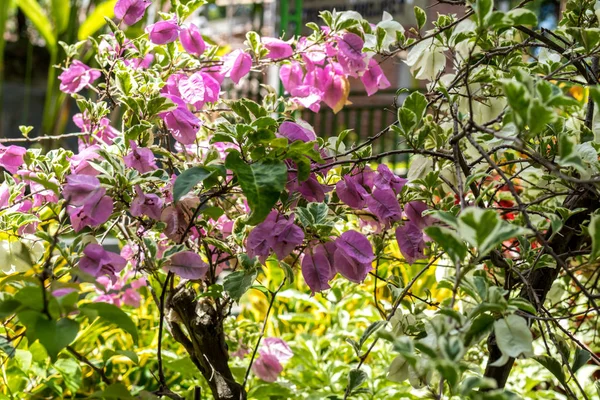 Doğa Çiçek park Bali Adası, Endonezya dışında güzel çiçek çiçekler arka plan. — Stok fotoğraf