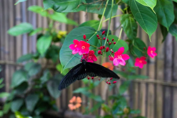 エキゾチックな蝶花、美しい蝶と熱帯のバリ島の庭の花。花蝶クローズ アップ. — ストック写真