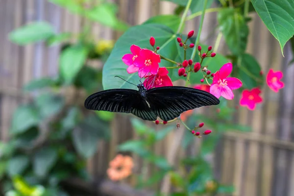 Exotic Butterfly on flowers, beautiful butterfly and flower in the garden of tropical Bali island. Close Up butterfly on flower.