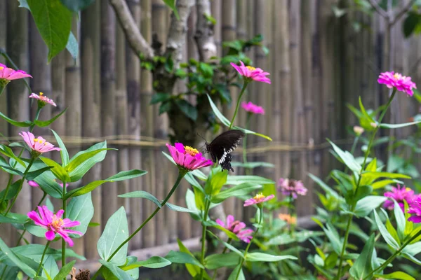 Exotic Butterfly on flowers, beautiful butterfly and flower in the garden of tropical Bali island. Close Up butterfly on flower.