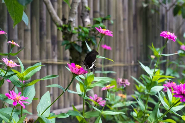 Egzotik kelebek çiçekler, güzel kelebek ve çiçek tropikal Bali Adası'nın bahçesinde. Kelebek çiçek kadar yakın. — Stok fotoğraf