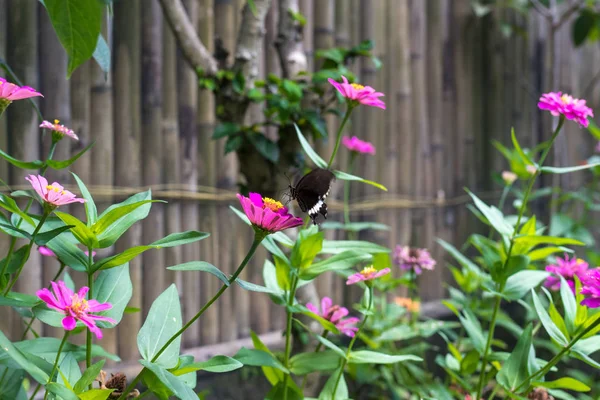Egzotik kelebek çiçekler, güzel kelebek ve çiçek tropikal Bali Adası'nın bahçesinde. Kelebek çiçek kadar yakın. — Stok fotoğraf