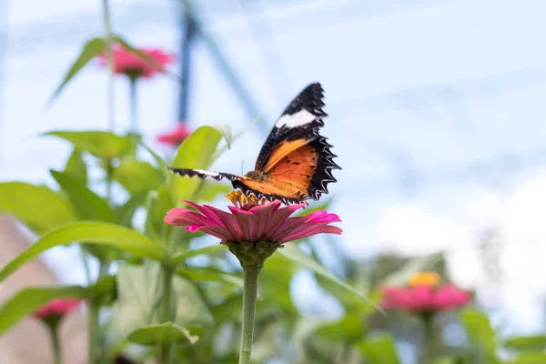 Mariposa exótica sobre flores, hermosa mariposa y flor en el jardín de la isla tropical de Bali. Primer plano mariposa en flor . —  Fotos de Stock