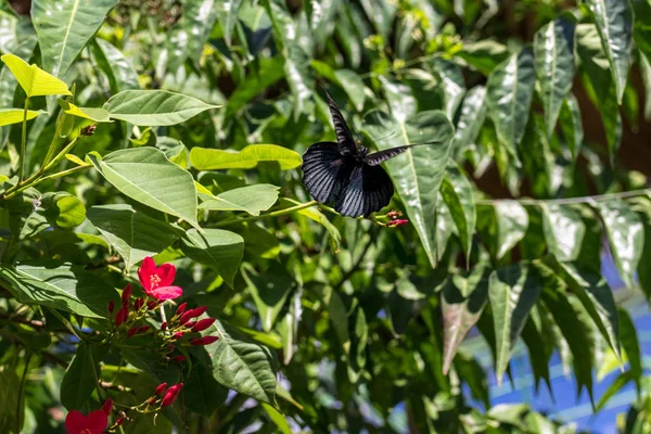 열 대 발리 섬, 인도네시아의 공원에 아름 다운 나비 outoodrs. 이국적인 나비. — 스톡 사진