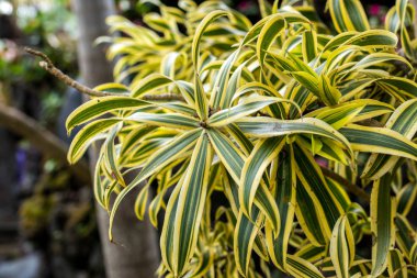 Egzotik tropik arka plan deseni, Bali Adası, Endonezya.