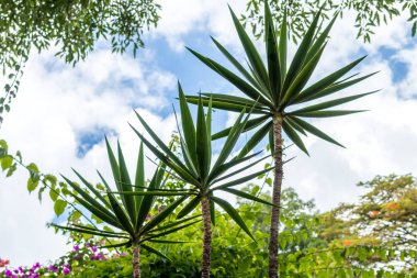 Egzotik tropik arka plan deseni, Bali Adası, Endonezya. Üç avuç içi.