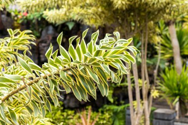 Egzotik tropik arka plan deseni, Bali Adası, Endonezya.