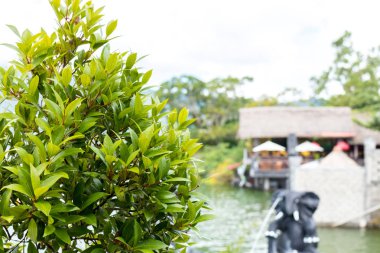 Egzotik tropik arka plan deseni, Bali Adası, Endonezya.