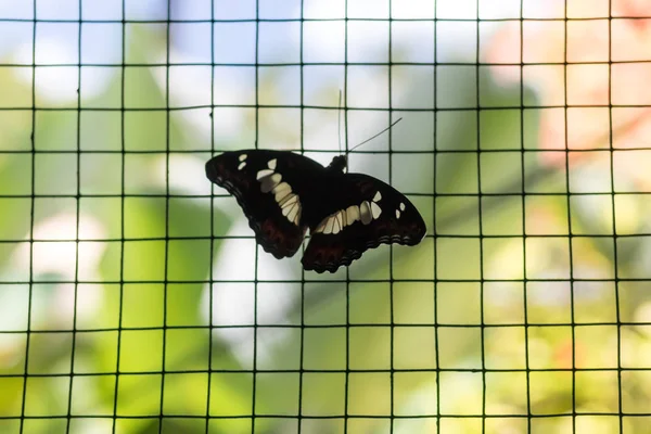 Mariposa de ala de pájaro negra y amarilla en jaula en el parque de la isla de Bali, Indonesia . — Foto de Stock