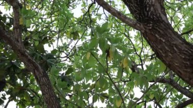 Tropikal ağaçlar arka plan üzerinde bir egzotik ada Bali, Endonezya.