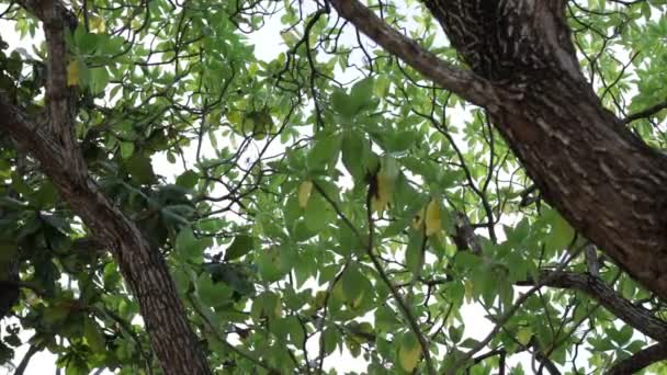 Tropiska träd bakgrund på en exotisk ö-Bali, Indonesien. — Stockvideo