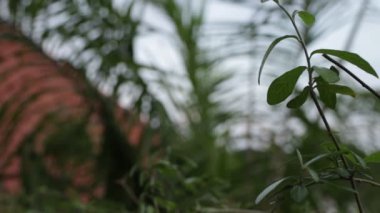 Bali dili tropik avuç içi ve egzotik yaprakları arka plan. Bali, Endonezya.