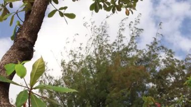 Ağaç parlak erken sabah bulutlu gökyüzü ile taç. Tropikal egzotik ada Bali, Endonezya. Cennet sahne.