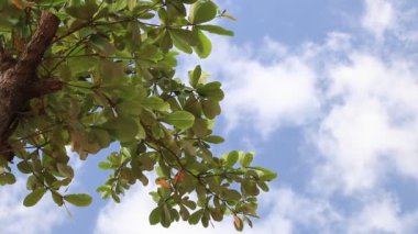 Ağaç parlak erken sabah bulutlu gökyüzü ile taç. Tropikal egzotik ada Bali, Endonezya. Cennet sahne.