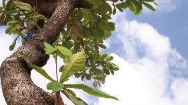 Ağaç parlak erken sabah bulutlu gökyüzü ile taç. Tropikal egzotik ada Bali, Endonezya. Cennet sahne.