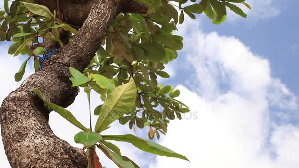 Corona de árbol con brillante cielo nublado por la mañana temprano. Isla tropical exótica Bali, Indonesia. Paraíso escena . — Vídeos de Stock