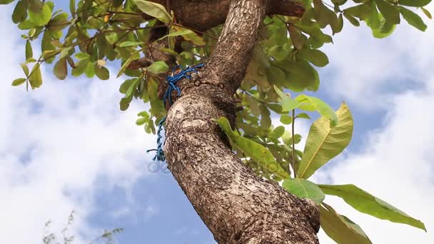 Corona de árbol con brillante cielo nublado por la mañana temprano. Isla tropical exótica Bali, Indonesia. Paraíso escena . — Vídeos de Stock