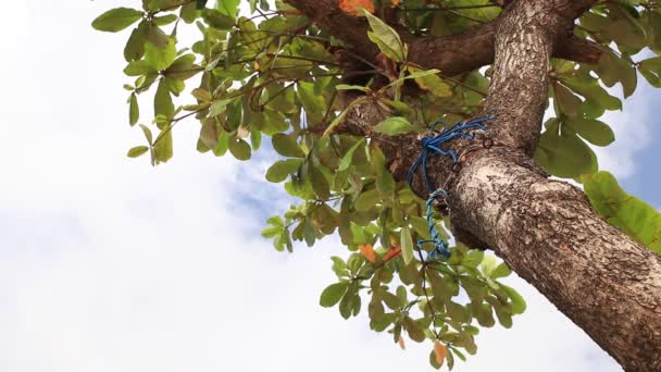 Corona de árbol con brillante cielo nublado por la mañana temprano. Isla tropical exótica Bali, Indonesia. Paraíso escena . — Vídeos de Stock