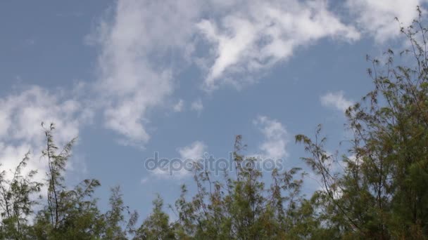Albero tropicale foglie sotto il cielo bly con nuvole bianche su un'isola esotica Bali, Indonesia. Scena Paradiso . — Video Stock