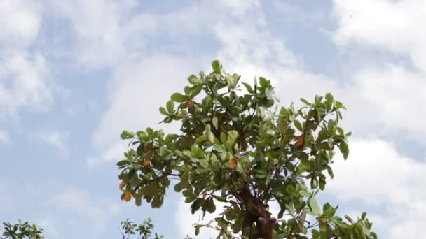 이국적인에 bly 하늘 흰 구름과 아래 열 대 나무 잎 섬 발리, 인도네시아. 파라다이스 장면. — 비디오