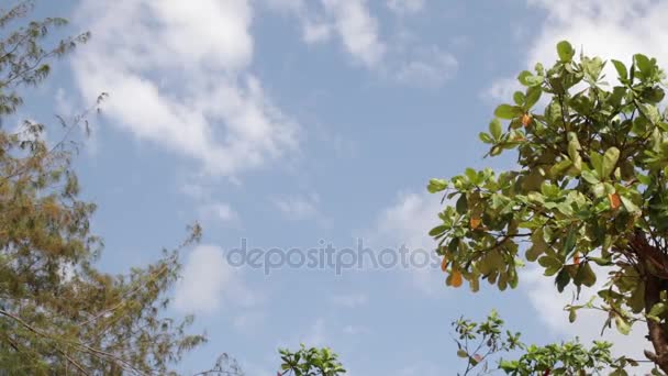 Liście drzewa tropikalne pod niebem bly z białe chmury na egzotyczne wyspy Bali, Indonezja. Raj scena. — Wideo stockowe