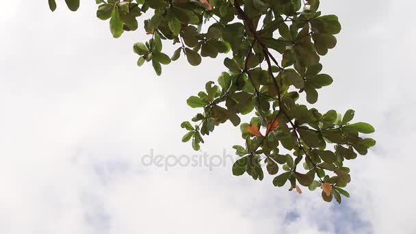 Τροπικό δέντρο φύλλα κάτω από τον ουρανό bly με άσπρα σύννεφα σε ένα εξωτικό νησί Μπαλί, Ινδονησία. Παράδεισος σκηνή. — Αρχείο Βίντεο