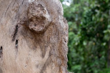 Eski doğal ahşap eski püskü arka plan kapatın. Antika arka plan. Bali. Desen.
