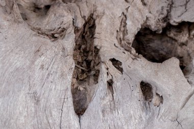 Eski doğal ahşap eski püskü arka plan kapatın. Antika arka plan. Bali. Desen.
