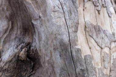 Eski doğal ahşap eski püskü arka plan kapatın. Antika arka plan. Bali. Desen.