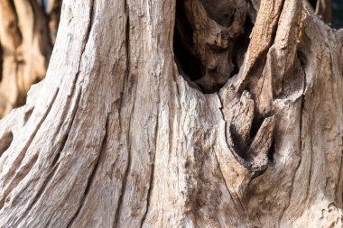 Eski doğal ahşap eski püskü arka plan kapatın. Antika arka plan. Bali. Desen.