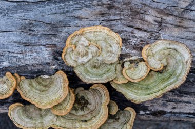 Ağaç üzerinde mantar. Bali Adası, Endonezya.