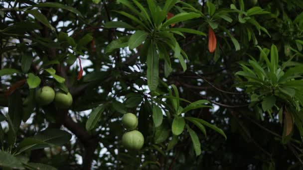 Mango's opknoping van een enorme boom op een tropisch eiland Bali, Indonesië. Mango's op zonsondergang tijd. — Stockvideo