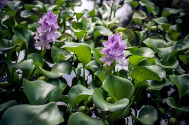 Yemyeşil tropikal Bahçe çeşitli renkli çiçekler ve bitkiler ile. Bali Adası, Endonezya.