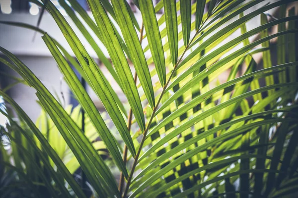 Grönskande tropisk trädgård med diverse färgglada blommor och växter. Ön Bali, Indonesien. — Stockfoto