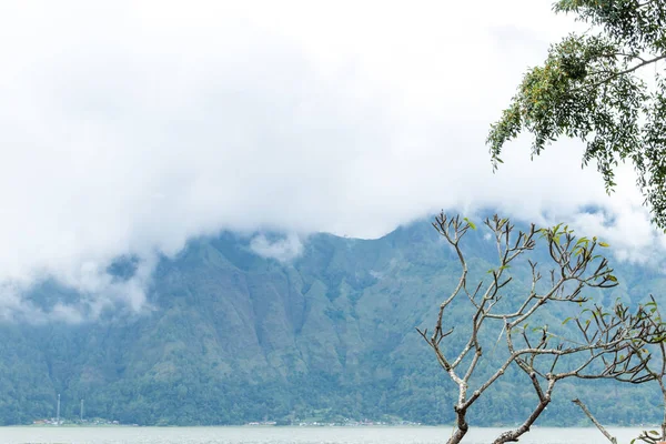 Egzotyczne tropikalny tło wzór, Wyspa Bali, Indonezja. — Zdjęcie stockowe