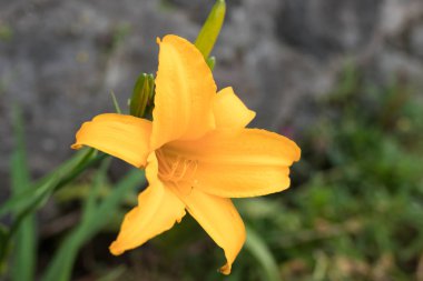 Güzel tropikal çiçek Bali Adası, Endonezya arka plan. Çiçekleri yakın çekim.