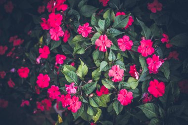 Güzel tropikal çiçek Bali Adası, Endonezya arka plan. Çiçekleri yakın çekim.