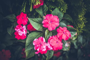 Güzel tropikal çiçek Bali Adası, Endonezya arka plan. Çiçekleri yakın çekim.