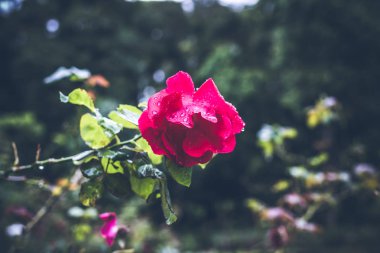 Güzel tropikal çiçek Bali Adası, Endonezya arka plan. Çiçekleri yakın çekim.