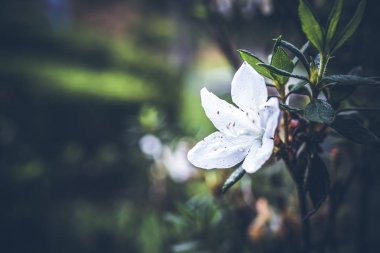 Güzel tropikal çiçek Bali Adası, Endonezya arka plan. Çiçekleri yakın çekim.
