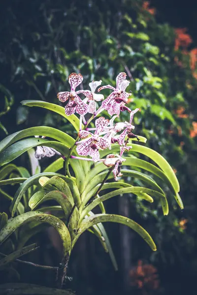 Hermoso fondo de flores tropicales en la isla de Bali, Indonesia. Primer plano de las flores . — Foto de Stock