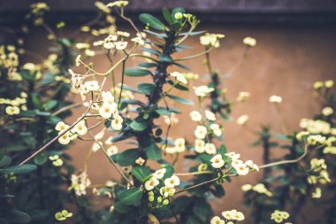 Güzel tropikal çiçek Bali Adası, Endonezya arka plan. Çiçekleri yakın çekim.